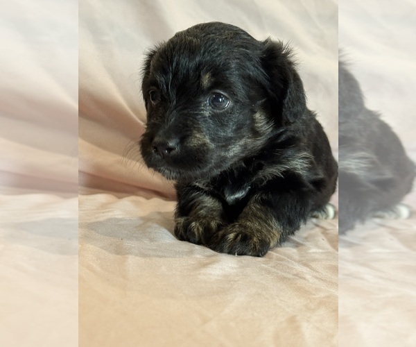 Medium Photo #10 Corgipoo Puppy For Sale in LONGMONT, CO, USA