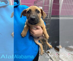 Mutt Dogs for adoption in Jackson Township, NJ, USA