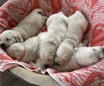 Small #2 English Cream Golden Retriever