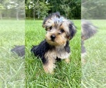 Small Photo #8 Yorkshire Terrier Puppy For Sale in FAIR HAVEN, MI, USA