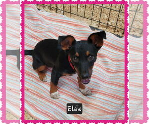 Miniature Pinscher-Unknown Mix Dogs for adoption in Granbury, TX, USA