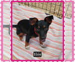 Small Miniature Pinscher Mix
