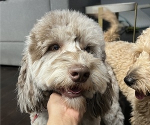 Father of the Goldendoodle (Miniature) puppies born on 08/10/2025