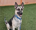 Small German Shepherd Dog Mix