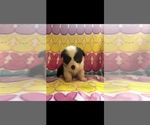 Small #3 Pembroke Welsh Corgi