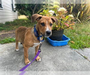 Medium American Pit Bull Terrier Mix