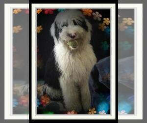 Mother of the Sheepadoodle puppies born on 03/10/2021