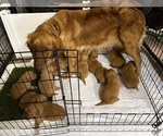 Small #3 Golden Retriever