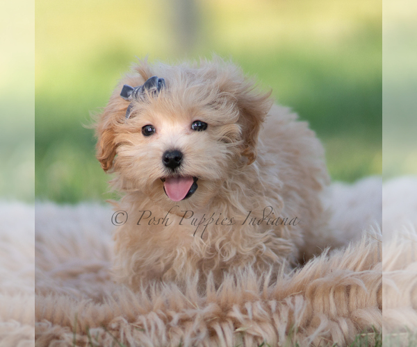 Medium Photo #63 Maltipoo (Miniature) Puppy For Sale in WARSAW, IN, USA