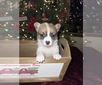Puppy Holly Pembroke Welsh Corgi