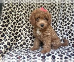 Small #1 Cavapoo