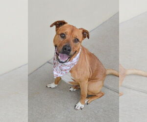 American Staffordshire Terrier-Unknown Mix Dogs for adoption in McKinney, TX, USA