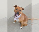 Small American Staffordshire Terrier Mix