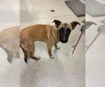 Small #1 Mutt