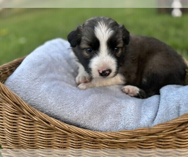 Medium Photo #3 Border Collie Puppy For Sale in MESA, WA, USA