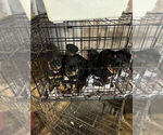 Small Photo #13 Rottweiler Puppy For Sale in PHILADELPHIA, PA, USA