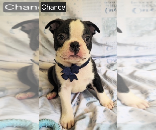 Medium Photo #10 Boston Terrier Puppy For Sale in MINERAL WELLS, WV, USA