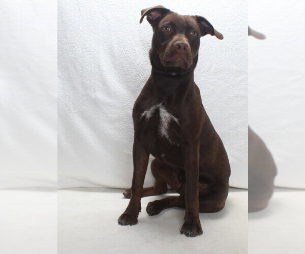 Medium Photo #2 Labrador Retriever-Unknown Mix Puppy For Sale in Burbank, CA, USA