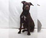 Small #1 Labrador Retriever Mix