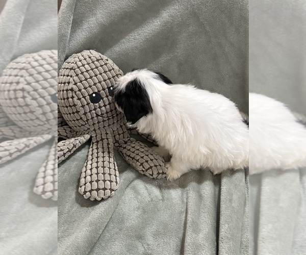 Medium Photo #4 Mal-Shi Puppy For Sale in DINWIDDIE, VA, USA