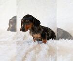 Small Photo #4 Dachshund Puppy For Sale in SAN DIEGO, CA, USA