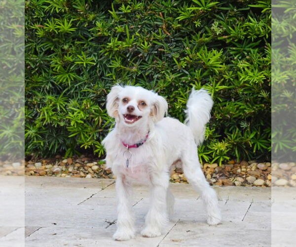 Medium Photo #8 Mutt Puppy For Sale in Plantation, FL, USA