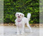 Small #7 Mutt