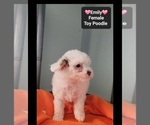 Small #2 Poodle (Toy)