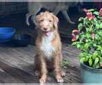 Small Labrador Retriever Mix