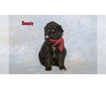 Small Photo #2 Aussiedoodle Puppy For Sale in CLARE, MI, USA