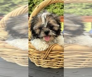 Shih Tzu Puppy for sale in GREENFIELD, IN, USA