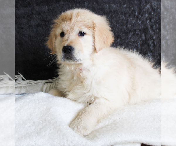 Medium Photo #2 English Cream Golden Retriever Puppy For Sale in MANHEIM, PA, USA