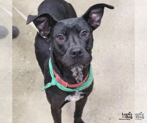 Labrador Retriever-Unknown Mix Dogs for adoption in Washington, DC, USA