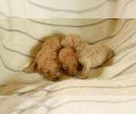 Small Goldendoodle (Miniature)