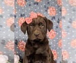 Small Photo #6 Labrador Retriever Puppy For Sale in HOLTWOOD, PA, USA