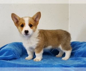 Pembroke Welsh Corgi Puppy for sale in CLARK, MO, USA