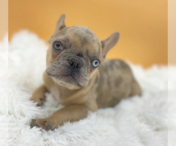 Medium Photo #2 French Bulldog Puppy For Sale in OVERLAND PARK, KS, USA