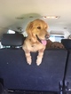 Small Photo #23 Golden Retriever Puppy For Sale in ARLINGTON, WA, USA