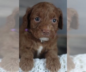 Goldendoodle (Miniature) Puppy for sale in CRESTON, OH, USA