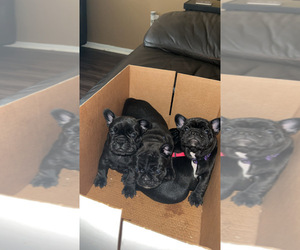 French Bulldog Puppy for Sale in MOUNT HOLLY, New Jersey USA