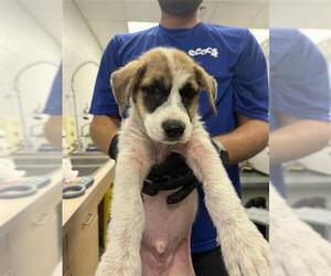 Labrador Retriever-Unknown Mix Dogs for adoption in Corpus Christi, TX, USA