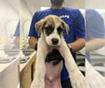 Small Labrador Retriever Mix