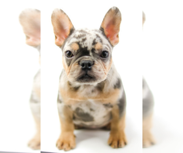 Medium Photo #1 French Bulldog Puppy For Sale in GAINESVILLE, FL, USA