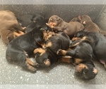 Small Photo #6 Doberman Pinscher Puppy For Sale in PLYMOUTH, MA, USA