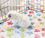 Small #12 Cavapoo (Miniature)-Poodle (Toy) Mix
