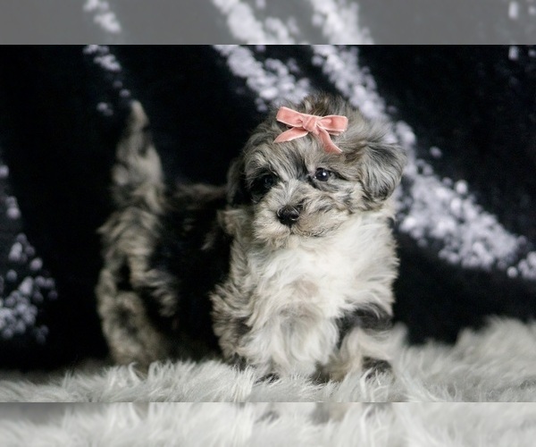Medium Photo #101 Maltipoo Puppy For Sale in WARSAW, IN, USA