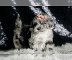 Small Photo #101 Maltipoo Puppy For Sale in WARSAW, IN, USA