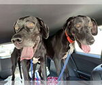 Small #1 Great Dane