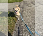 Small #1 Pug Mix