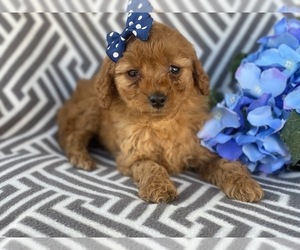 Goldendoodle-Poodle (Miniature) Mix Puppy for sale in CEDAR LANE, PA, USA
